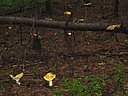 IMG_1239